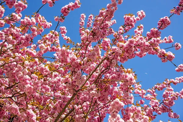 Fleur de cerisier japonais — Photo