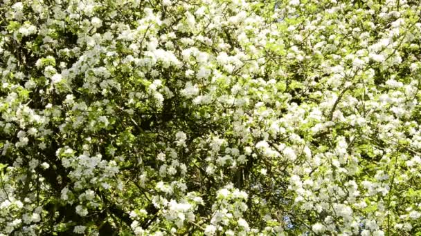 Obstbaum mit Blüte — Stockvideo