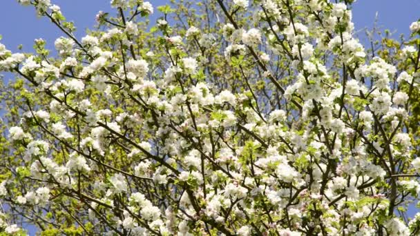 Ovocný strom s květy — Stock video