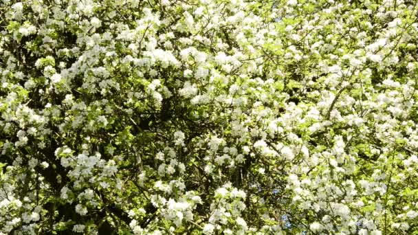 Árbol frutal con flor — Vídeos de Stock