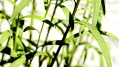 Farklı mutfak ve şifalı otlar