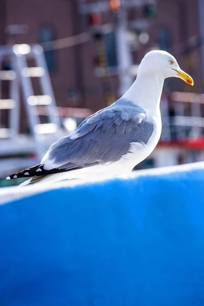 Herring gull on a blue trawler — Stock Photo, Image