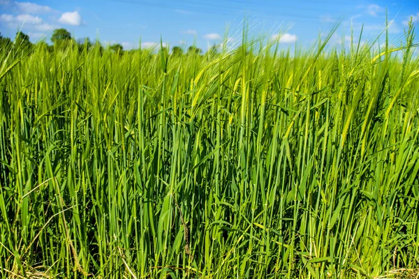 Korn, fält med odling av växter — Stockfoto