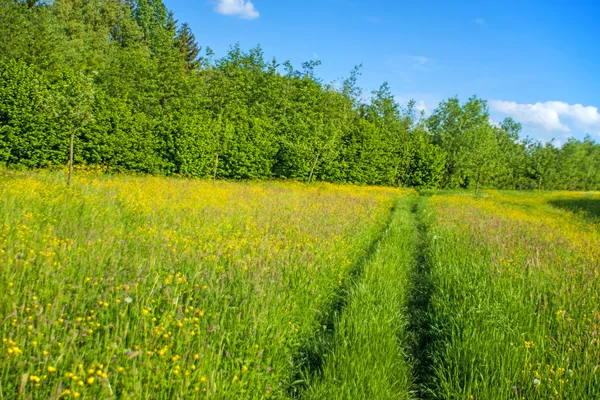 Meadow in spring with blue sky and high grass — Stock Photo, Image