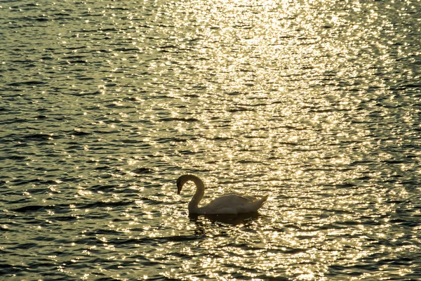 Swan κολύμβηση στη Βαλτική θάλασσα κατά την Ανατολή του ηλίου — Φωτογραφία Αρχείου