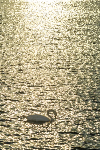 Swan κολύμβηση στη Βαλτική θάλασσα κατά την Ανατολή του ηλίου — Φωτογραφία Αρχείου