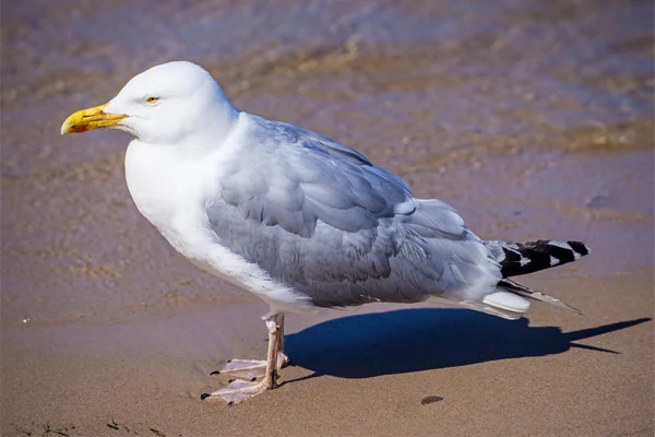 Gaviota arenque, Larus fuscus L . — Foto de Stock