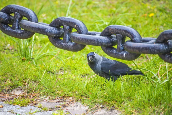 Cadena de anclaje con cuervo encapuchado — Foto de Stock