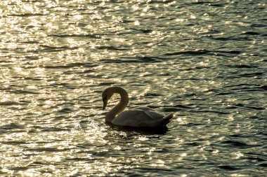 Baltık Denizi gündoğumu sırasında Yüzme Kuğu