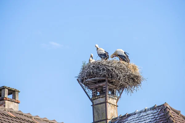 Stork i ett bo — Stockfoto