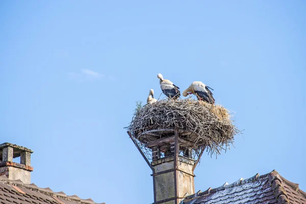 Čápě v hnízdě — Stock fotografie