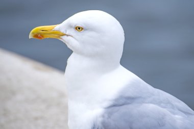 ringa martı larus fuscus l.