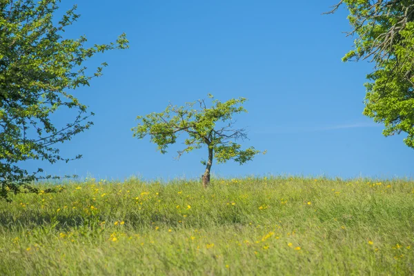 Baum auf einer grünen Wiese mit blauem Himmel — Stockfoto