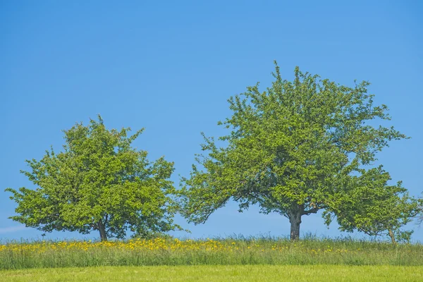 Árbol en un prado verde con un cielo azul — Foto de Stock