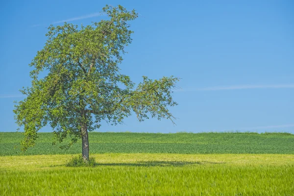 Árvore em um prado verde com um céu azul — Fotografia de Stock