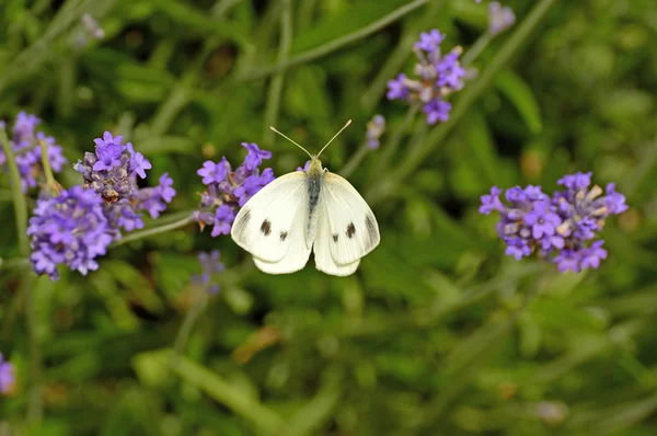 Cabbage butterfly on lavender flower — Stock Photo, Image