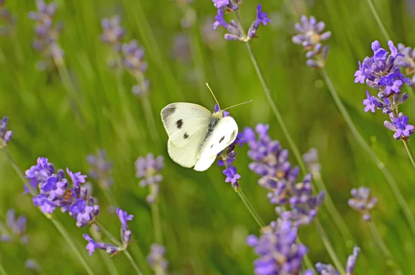 Cabbage butterfly on lavender flower — Stock Photo, Image