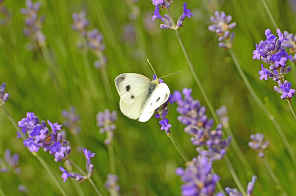 cabbage butterfly on lavender flower
