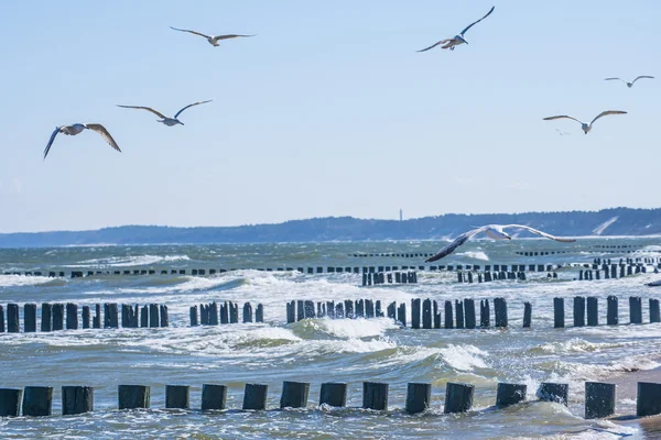 Grãos no mar Báltico com gaivotas — Fotografia de Stock