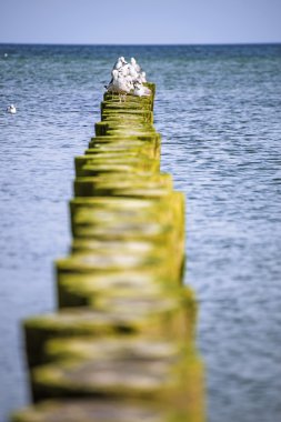 Kasiklari martı ile Baltık Denizi