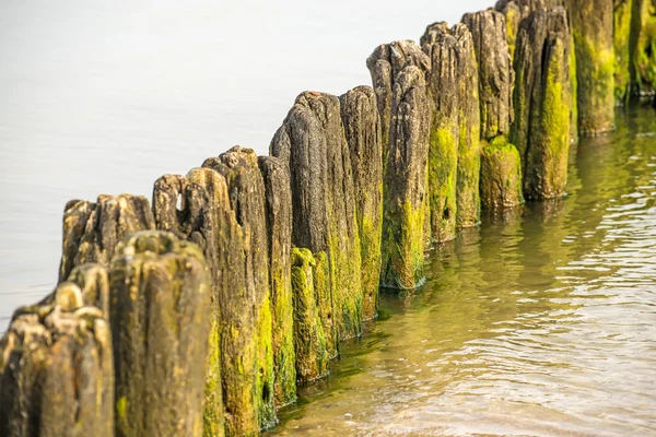 La ingle en el Mar Báltico — Foto de Stock