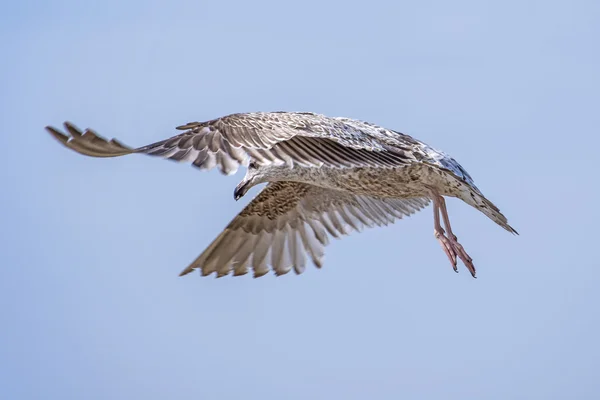 Gaivota arenque, Larus fuscus L. voando — Fotografia de Stock