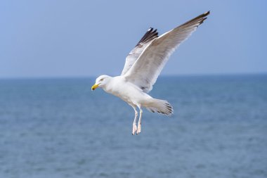 Ringa martı Larus fuscus L. uçan