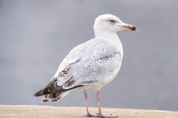 Gråtrut, Larus fuscus L. ung fågel — Stockfoto