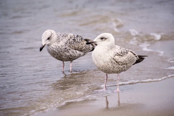 Zilvermeeuw, Larus fuscus L. jonge vogels — Stockfoto