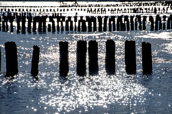 Alba sul Mar Baltico con inguini — Foto Stock