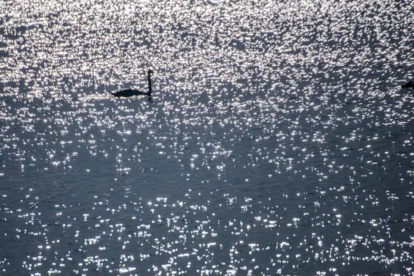 Swan купание в Балтийском море во время восхода солнца — стоковое фото