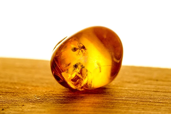 Amber with embedded insect — Stock Photo, Image