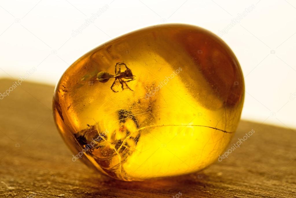 Amber with embedded insect