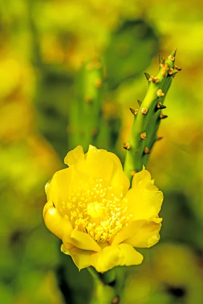 Opuntia ficus-indica с цветком — стоковое фото