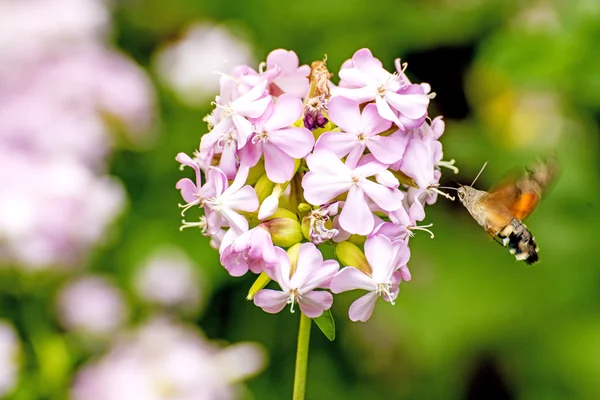 Gemensamma såpnejlika med Hummingbird hawk-moth — Stockfoto