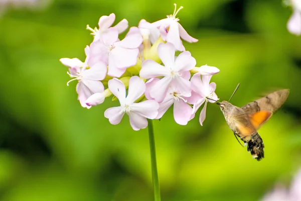 Common soapwort with Hummingbird hawk-moth — Stock Photo, Image