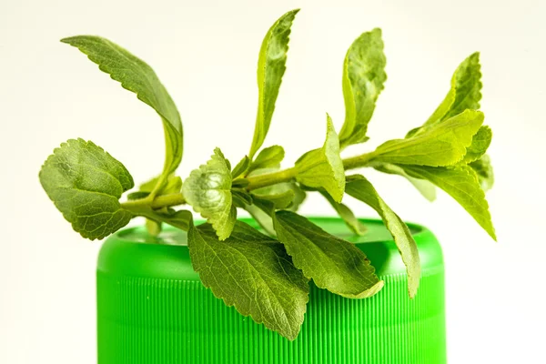 Stevia rebaudiana, ondersteuning voor suiker — Stockfoto