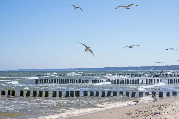 Mar Báltico com virilhas e gaivotas — Fotografia de Stock