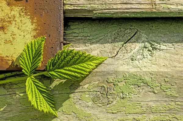 古い木製の壁にブラックベリーの葉 — ストック写真