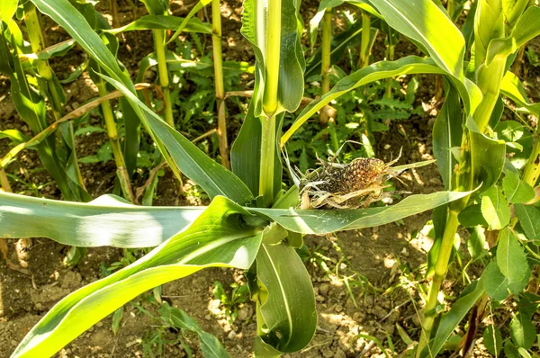 Mazorca de maíz, marchita — Foto de Stock