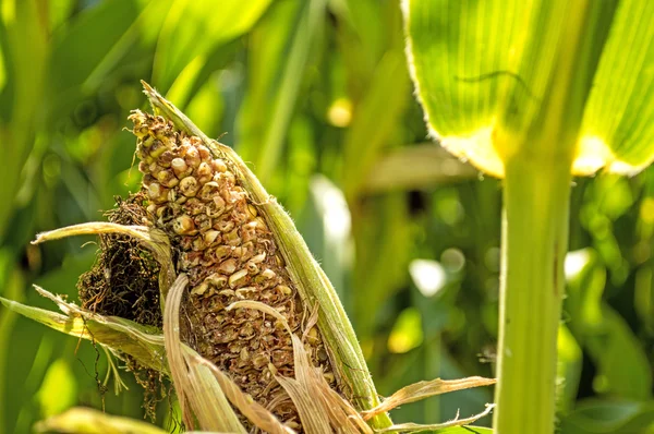 Corn cob, withered — Stock Photo, Image