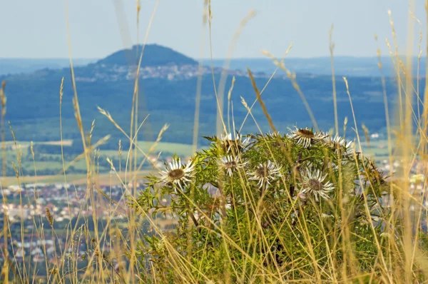 Carlines thistle with the famous hill Hohenstaufen in Germany — Stock Photo, Image