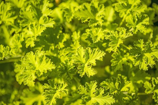 Voňavé kadeřavou pelargonium — Stock fotografie