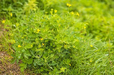 Celandine, Chelidonium majus, şifalı bitki.