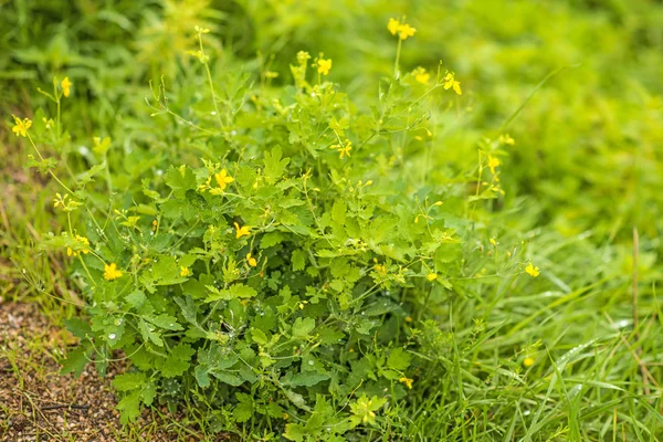 Celandyna, Chelidonium majus, zioło lecznicze — Zdjęcie stockowe