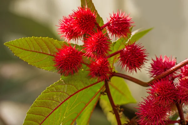 Planta de óleo de rícino com cavilhas — Fotografia de Stock