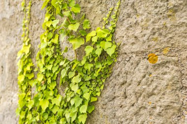 Ivy eski bir tuğla duvar