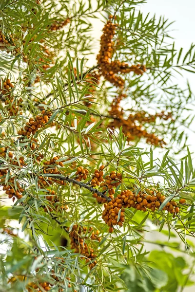 Frutti comuni di olivello spinoso — Foto Stock