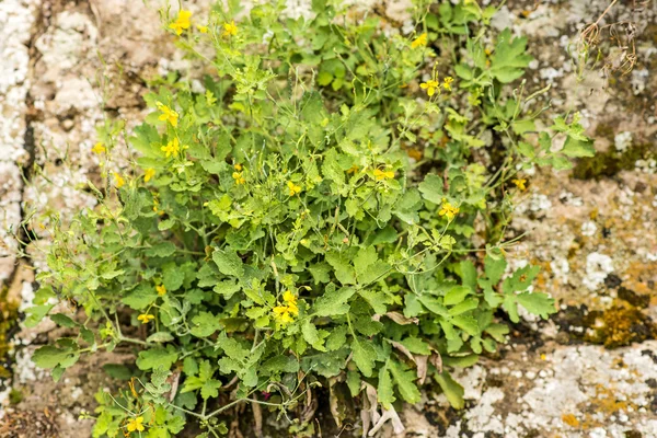 Celandine, Chelidonium majus, medicinal herb — Stock Photo, Image