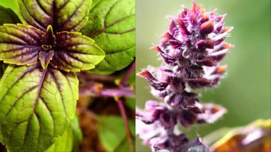 Afrika mavi fesleğeni, baharat ve çiçekli şifalı bitki ve yapraklar bölünmüş ekranda